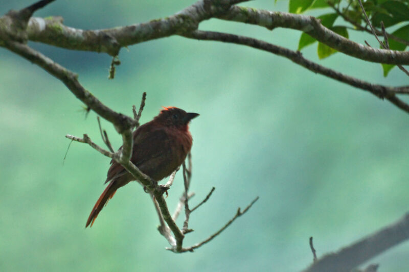 Red-crowned Ant Tanager