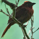 Tangara à couronne rouge