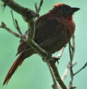 Tangara à couronne rouge