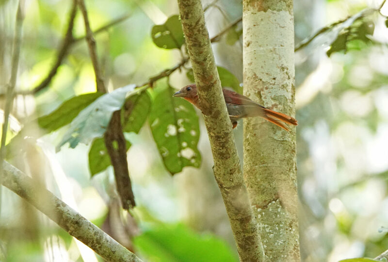 Tangara à couronne rouge