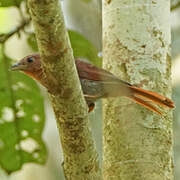 Red-crowned Ant Tanager