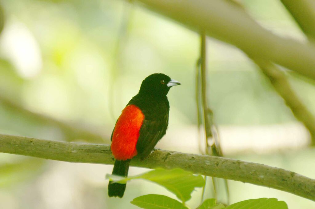 Scarlet-rumped Tanager