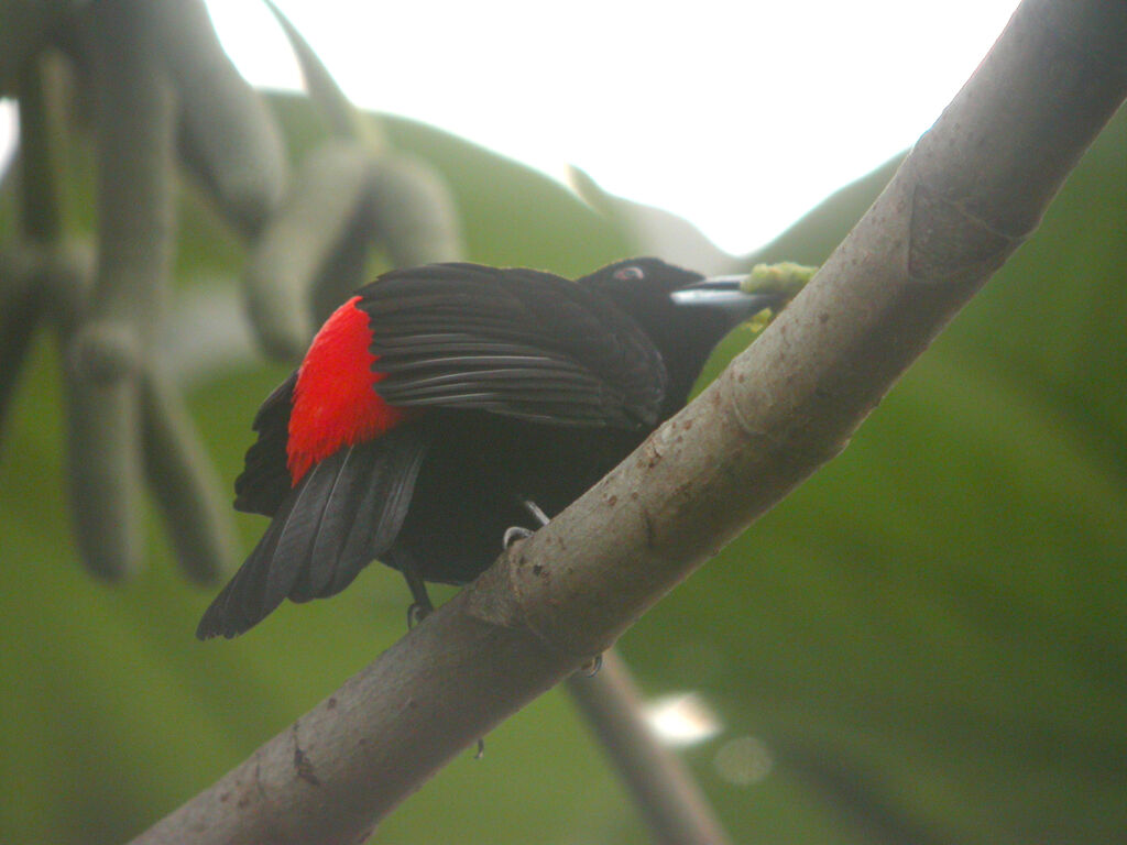 Scarlet-rumped Tanager