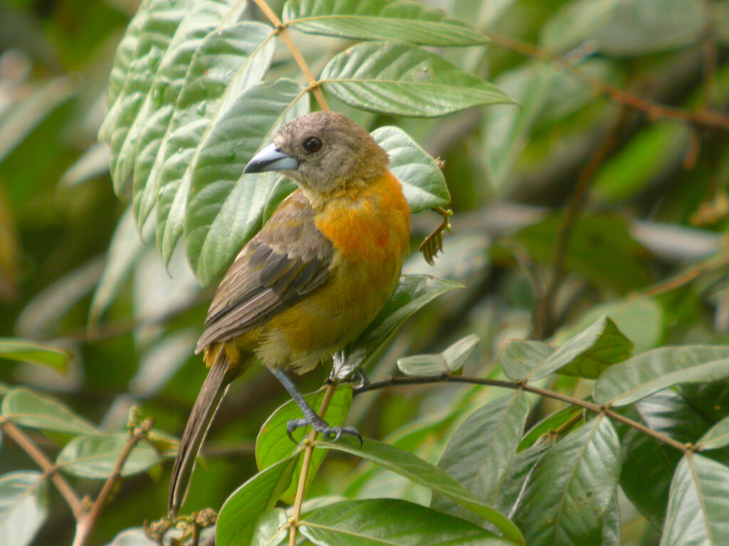 Scarlet-rumped Tanager