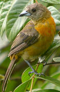 Scarlet-rumped Tanager