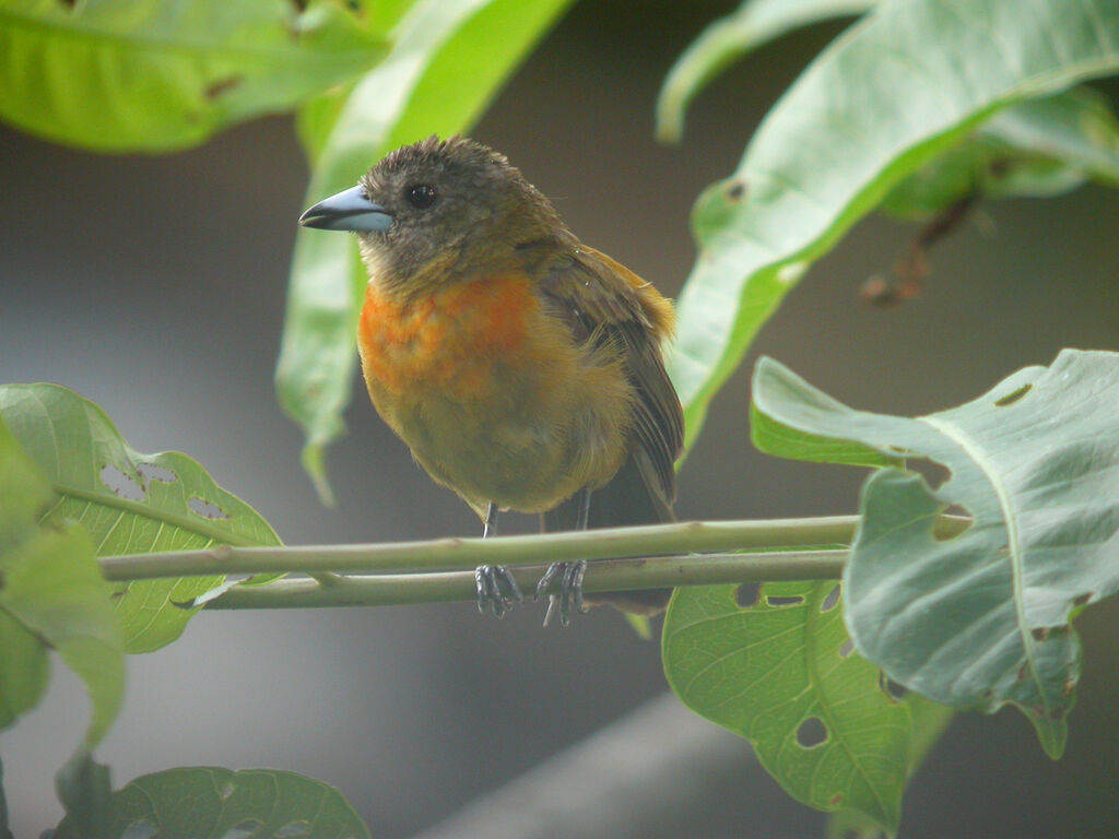 Scarlet-rumped Tanager