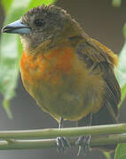 Scarlet-rumped Tanager