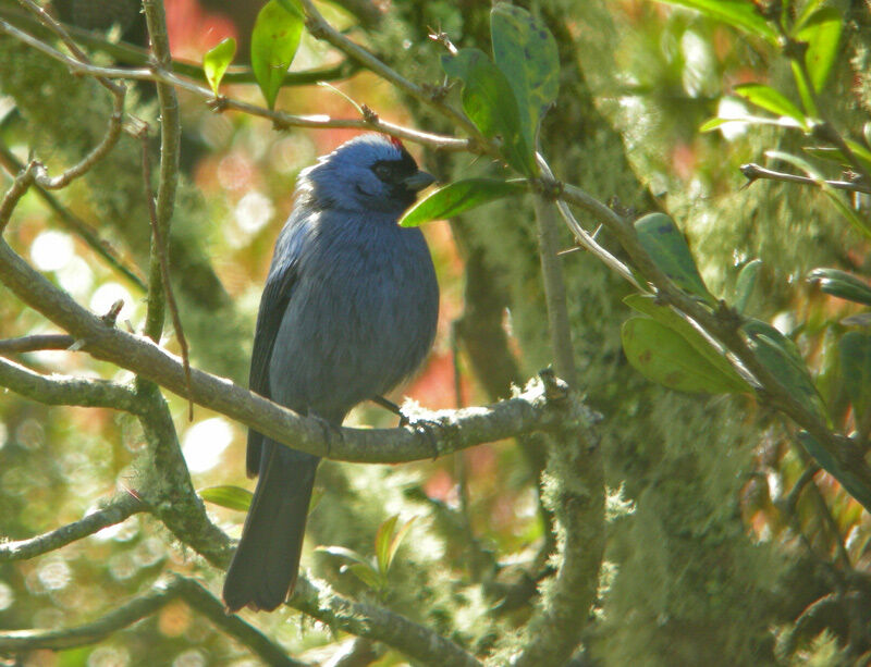 Diademed Tanager