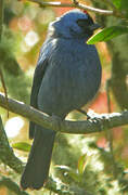 Diademed Tanager