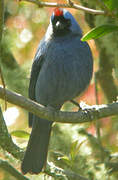 Diademed Tanager