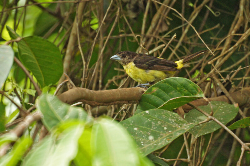 Lemon-rumped Tanager