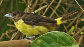 Lemon-rumped Tanager