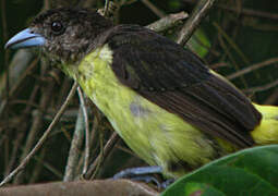 Lemon-rumped Tanager