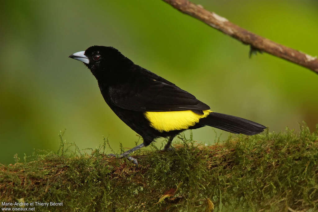 Lemon-rumped Tanager male adult, identification