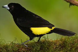 Lemon-rumped Tanager