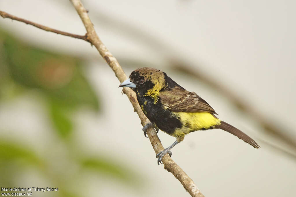 Lemon-rumped Tanager male immature, pigmentation