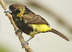 Lemon-rumped Tanager