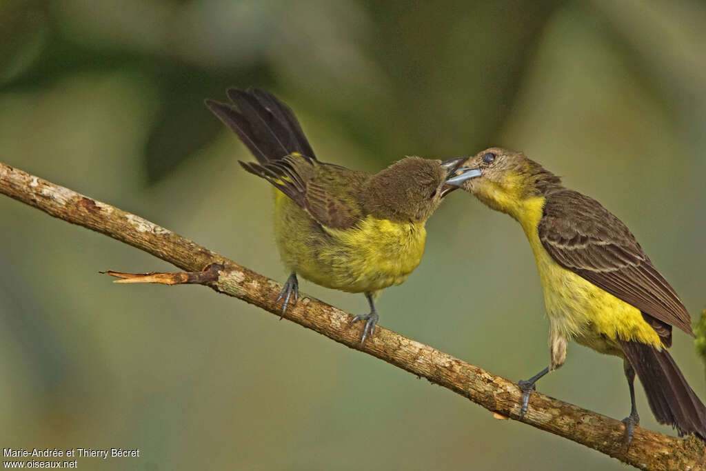 Lemon-rumped Tanagerjuvenile, identification