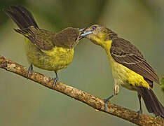 Lemon-rumped Tanager