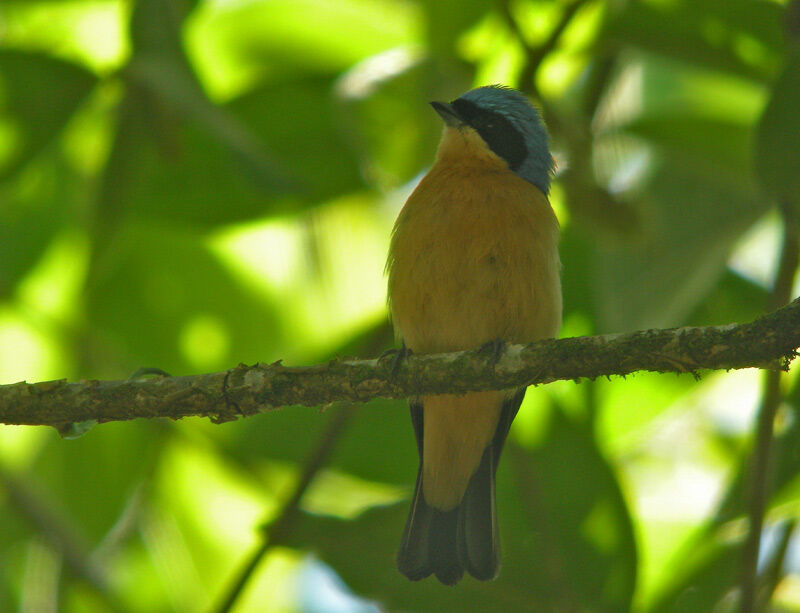 Fawn-breasted Tanager