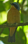 Fawn-breasted Tanager