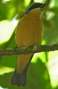 Fawn-breasted Tanager