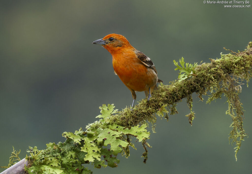 Flame-colored Tanager