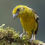 Tangara à dos rayé