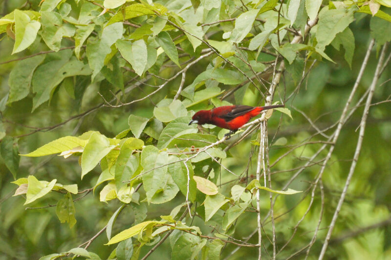 Tangara à dos rouge mâle