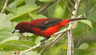 Crimson-backed Tanager