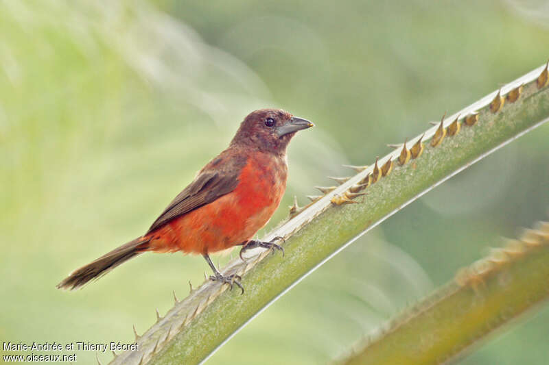 Tangara à dos rouge femelle adulte, identification