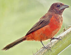 Crimson-backed Tanager