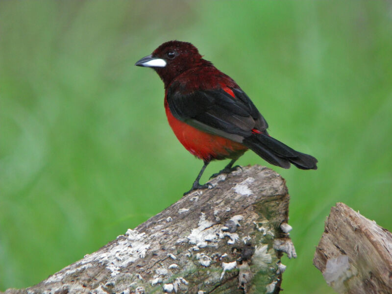 Tangara à dos rouge mâle