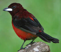 Crimson-backed Tanager