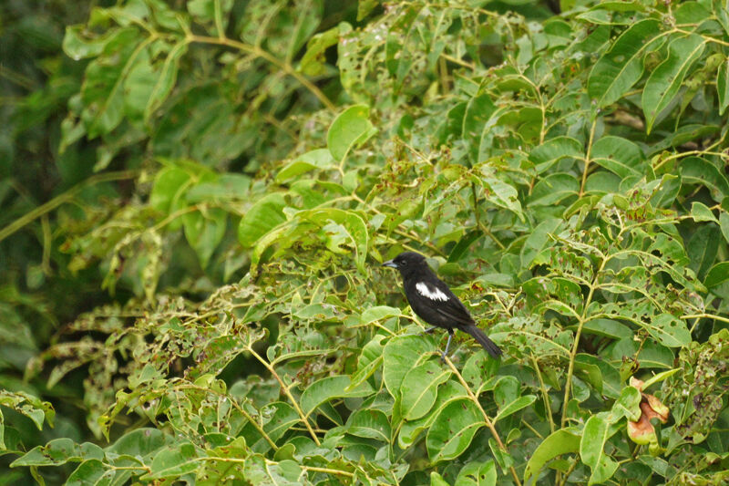 White-shouldered Tanager