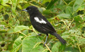 White-shouldered Tanager