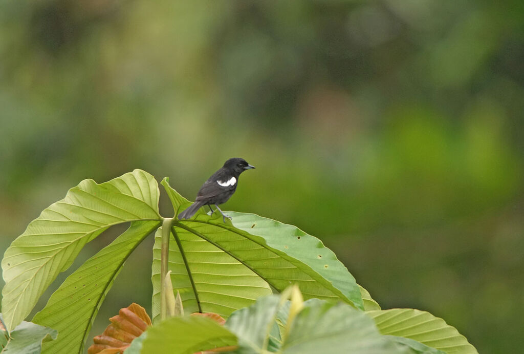 White-shouldered Tanager