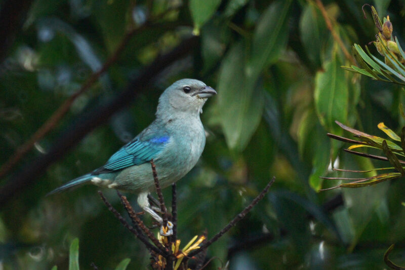 Tangara à épaulettes bleues