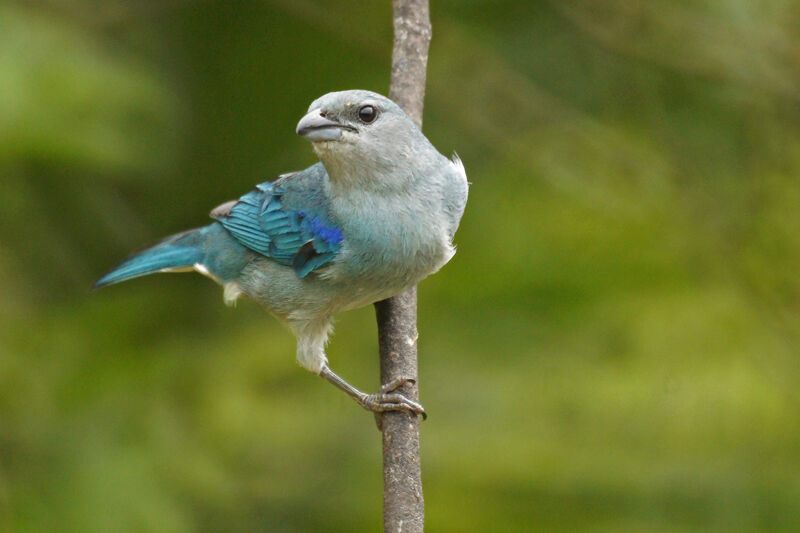 Azure-shouldered Tanager