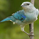 Tangara à épaulettes bleues