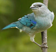 Azure-shouldered Tanager