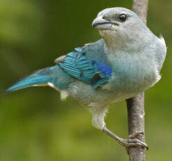 Tangara à épaulettes bleues