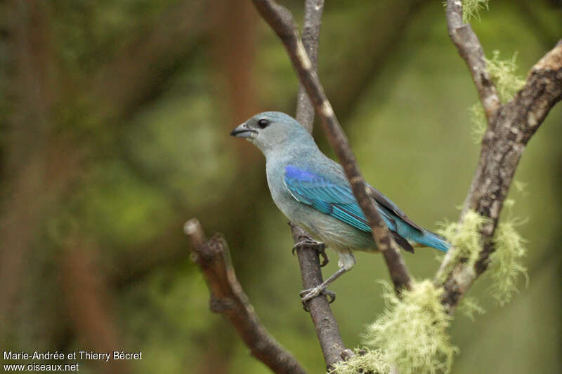 Tangara à épaulettes bleuesadulte, identification