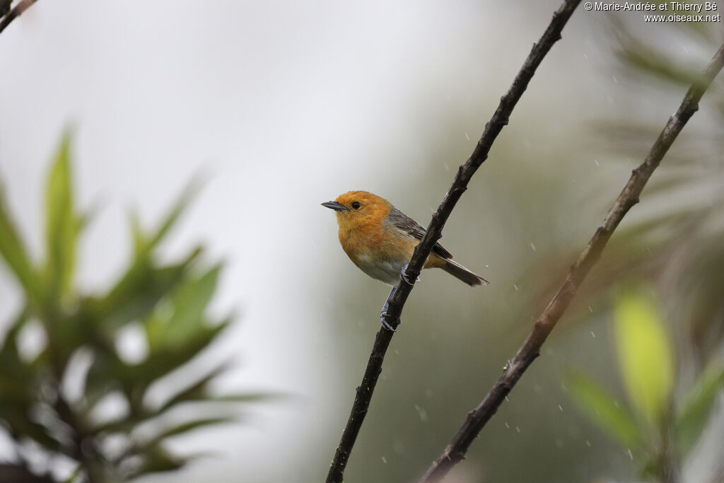 Rufous-chested Tanager