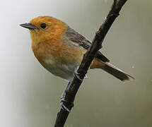 Rufous-chested Tanager