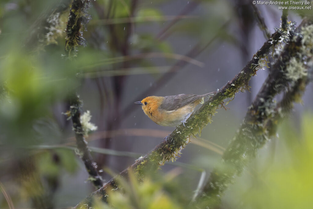 Rufous-chested Tanager