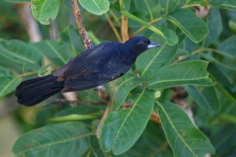 White-lined Tanager male