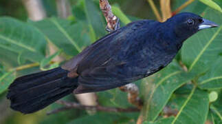 White-lined Tanager