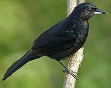 White-lined Tanager