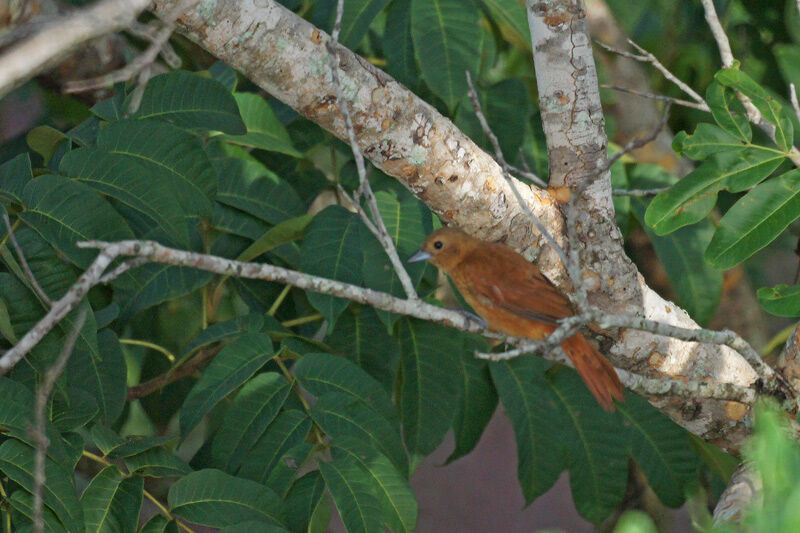 White-lined Tanager female